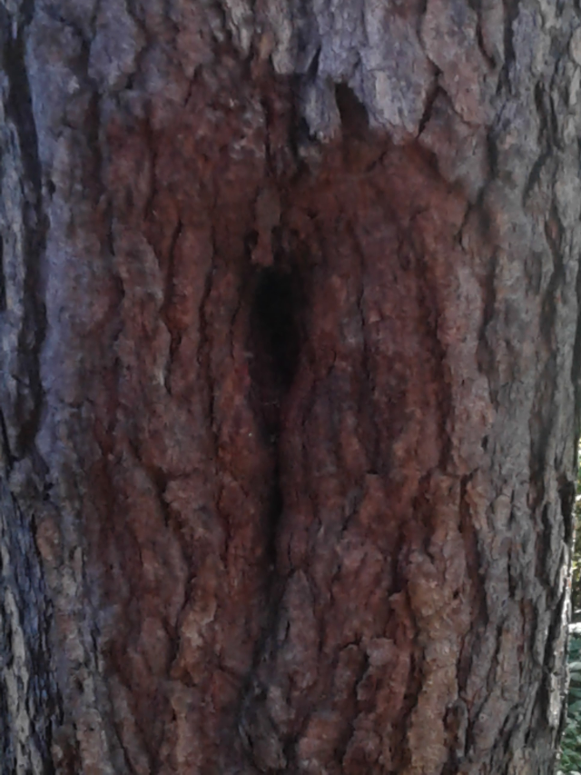Knothole Beehive Image